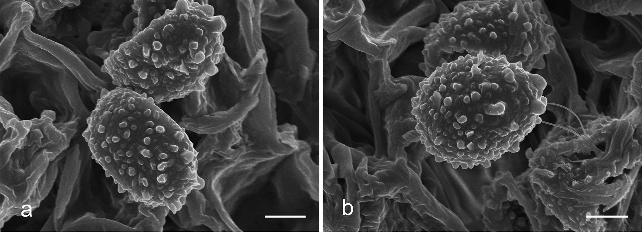 Figure 18